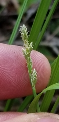 Carex wiegandii