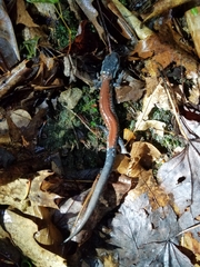 Plethodon yonahlossee