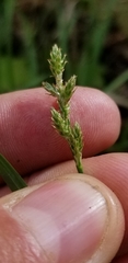 Carex wiegandii