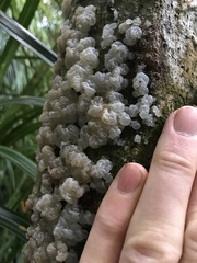 Exidia novozealandica