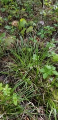 Carex wiegandii