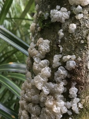 Exidia novozealandica