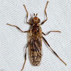 Boreothrinax maculipennis