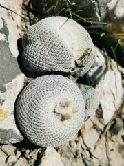Epithelantha ilariae
