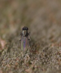 Diptera
