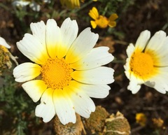 Asteraceae