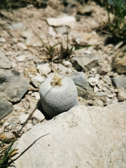 Epithelantha ilariae