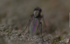 Diptera