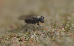 Diptera
