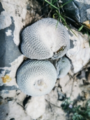Epithelantha ilariae
