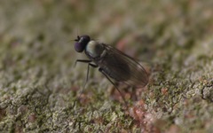 Diptera