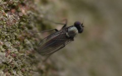 Diptera