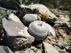 Epithelantha ilariae