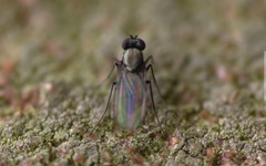 Diptera