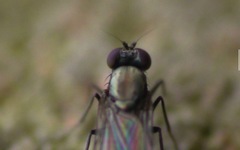 Diptera