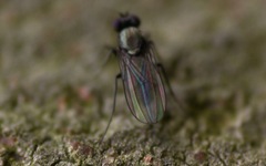 Diptera
