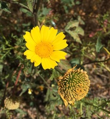 Asteraceae