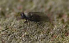 Diptera