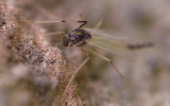 Microtendipes pedellus