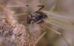 Microtendipes pedellus