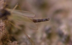 Microtendipes pedellus