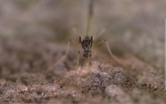 Microtendipes pedellus