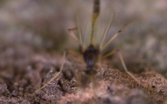 Microtendipes pedellus