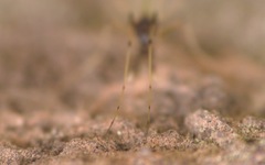 Microtendipes pedellus