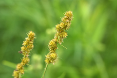 Carex annectens