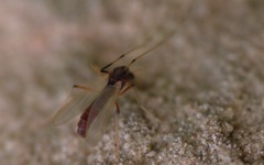 Microtendipes pedellus
