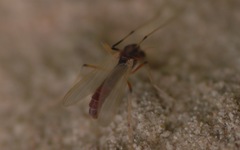 Microtendipes pedellus
