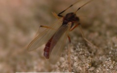 Microtendipes pedellus