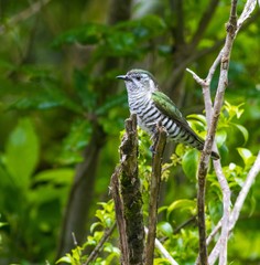 Chrysococcyx lucidus lucidus