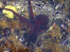 Octopus tehuelchus