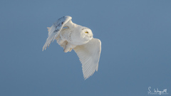 Bubo scandiacus image