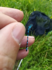 Coenagrion mercuriale