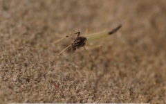 Microtendipes pedellus