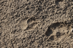 Hyaena hyaena