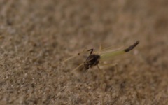 Microtendipes pedellus