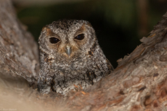 Psiloscops flammeolus
