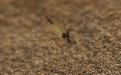 Microtendipes pedellus