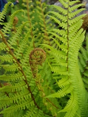 Dryopteris affinis