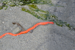 Tubulanus