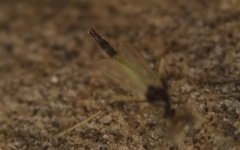 Microtendipes pedellus