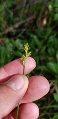 Carex wiegandii