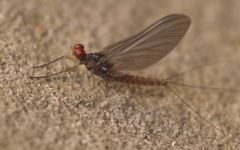 Serratella ignita