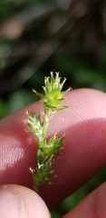 Carex wiegandii