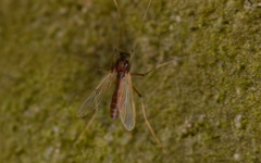 Microtendipes pedellus