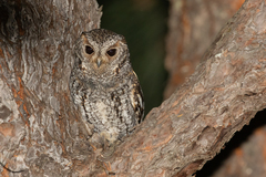 Psiloscops flammeolus