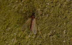 Microtendipes pedellus